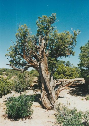 Canyon de Chelly